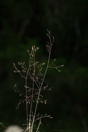 Agrostis elliottiana #20